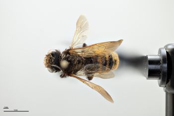 Media type: image;   Entomology 786012 Aspect: habitus dorsal view